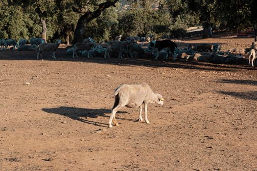 agricultural landscapes with sheep in the countryside in southern Andalusia with a clear sky in spain