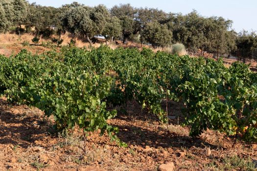 High altitude vineyards, in the south of Spain, production of red wine