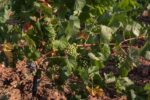 High altitude vineyards, in the south of Spain, production of red wine