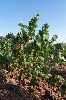 High altitude vineyards, in the south of Spain, production of red wine