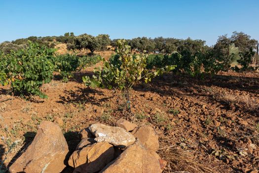 High altitude vineyards, in the south of Spain, production of red wine