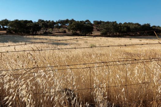 agricultural landscapes of cereals in the countryside in southern Andalusia with a clear sky