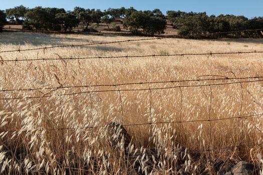 agricultural landscapes of cereals in the countryside in southern Andalusia with a clear sky