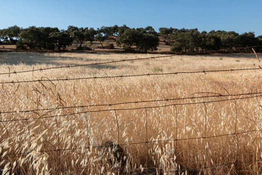 agricultural landscapes of cereals in the countryside in southern Andalusia with a clear sky