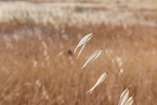 agricultural landscapes of cereals in the countryside in southern Andalusia with a clear sky