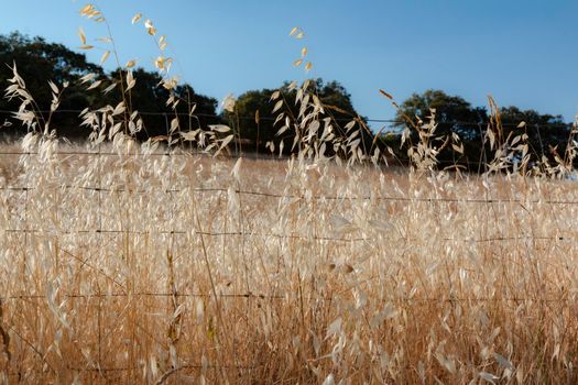 agricultural landscapes of cereals in the countryside in southern Andalusia with a clear sky