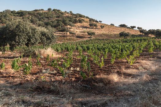 High altitude vineyards, in the south of Spain, production of red wine