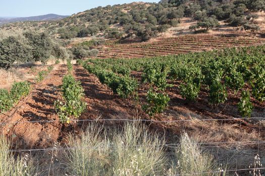High altitude vineyards, in the south of Spain, production of red wine