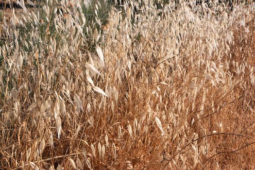 agricultural landscapes of cereals in the countryside in southern Andalusia with a clear sky