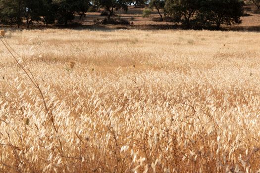 agricultural landscapes of cereals in the countryside in southern Andalusia with a clear sky