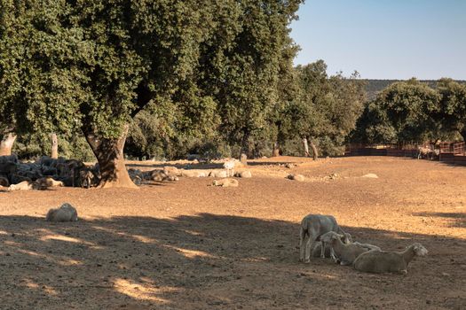 agricultural landscapes with sheep in the countryside in southern Andalusia with a clear sky in spain