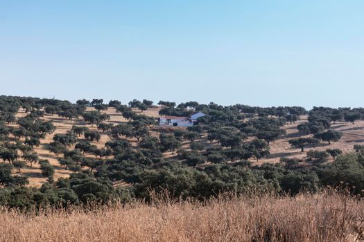 agricultural landscapes in southern Andalusia with a clear sky