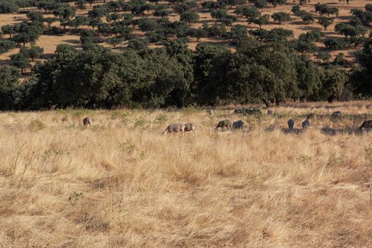 agricultural landscapes with sheep in the countryside in southern Andalusia with a clear sky in spain