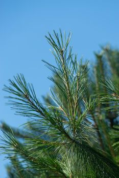 Branches of a pine tree on a blue background of the sky.