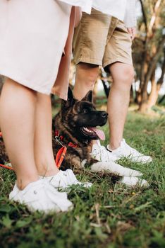 Big dog for a walk with a guy and a girl on the green prairie