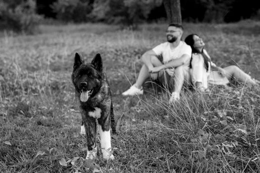 Big dog for a walk with a guy and a girl on the green prairie