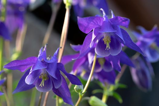 Perennial herb Aquilegia vulgaris with blue flowers on a dark blurred background.