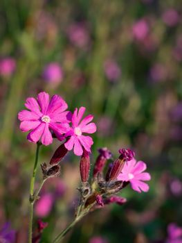 Flowers of a perennial plant Silene dioica known as Red campion or Red catchfly on a forest edge in the summer sunset, close up.