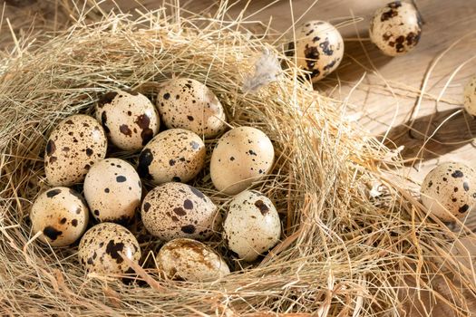 Several quail eggs in a decorative nest made of straw on a wooden table close-up.