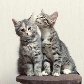 Two cute gray kittens playing on cat furniture at home.