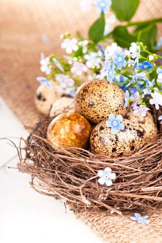 Quail eggs in a nest, forget-me-nots on a canvas