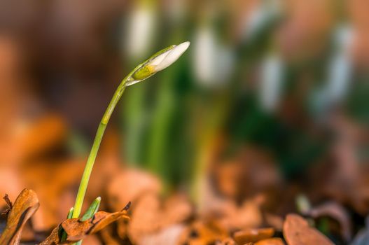 Early bloomers in the spring garden at the beginning of the year