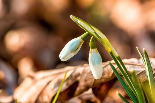 Early bloomers in the spring garden at the beginning of the year