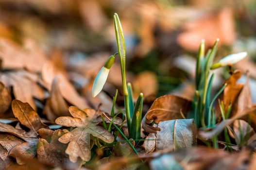 Early bloomers in the spring garden at the beginning of the year