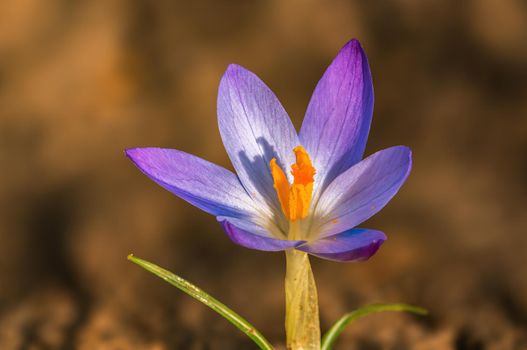 Early bloomers in the spring garden at the beginning of the year