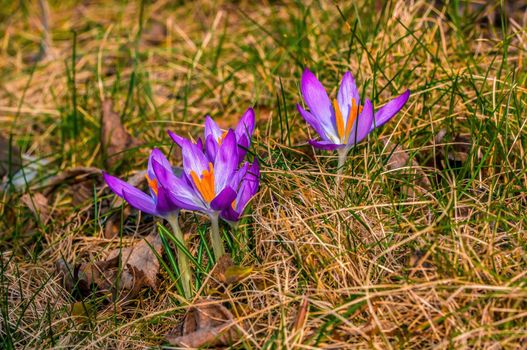 Early bloomers in the spring garden at the beginning of the year