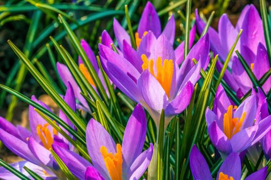 Early bloomers in the spring garden at the beginning of the year