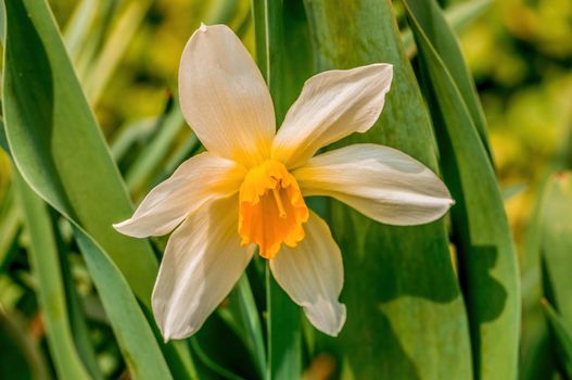 Early bloomers in the spring garden at the beginning of the year