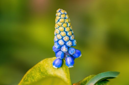 Early bloomers in the spring garden at the beginning of the year