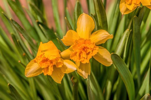 Early bloomers in the spring garden at the beginning of the year