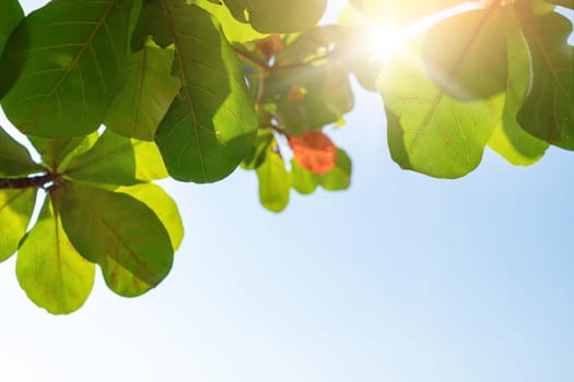 Green leaf with blue sky background and sunlight.