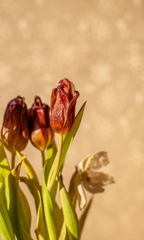 Flowers tulips at home in the warm rays of the winter sun. Beautiful decor and greeting card.