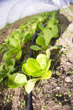 Organic lettuce garden without pesticides. No people