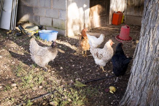 Ecological hens eating in the field outdoors. No people