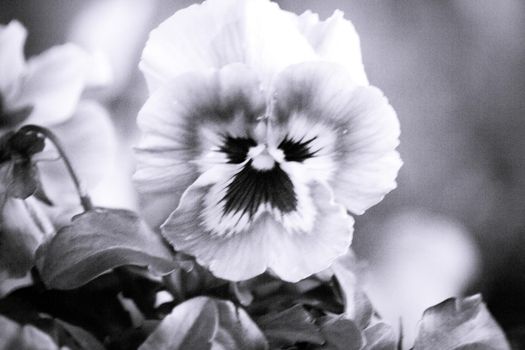 Purple pansy flower planted in the field. No people