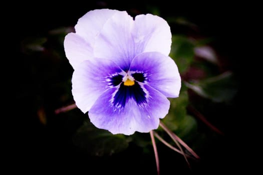 Purple pansy flower planted in the field. No people