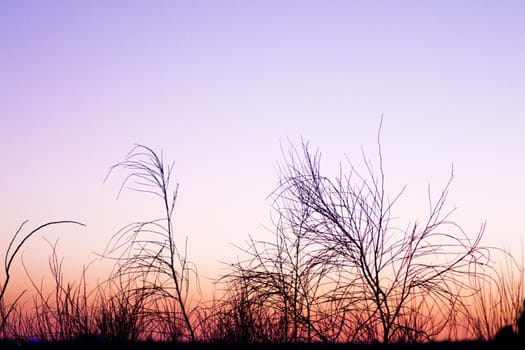 Sunset landscape with tree branches in silhouettes. Feeling of peace and tranquility