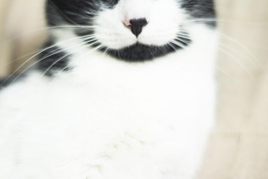 Black and white cat with immunodeficiency. Two and a half years of age