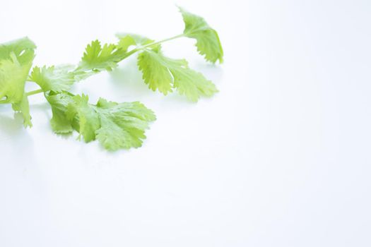 Fresh coriander on white kitchen table. Copy space