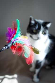 Black and white cat playing with colored cat duster. No people