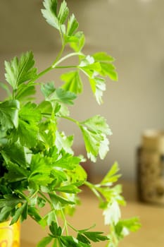 Fresh parsley. Seasoning for healthy cooking. Suitable for vegetarians and vegans