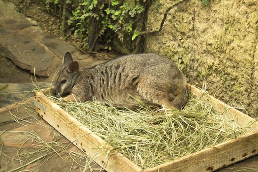 Tammar Wallaby Kangaroo sleeping in wooden box with herbs. No people