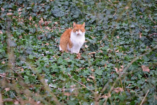 Red and white cat sits in ivy on the ground