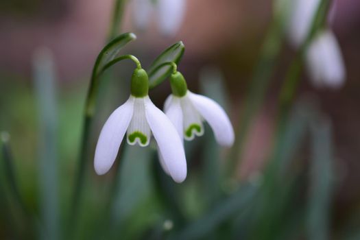 Snowdrops in the bed as a close-up