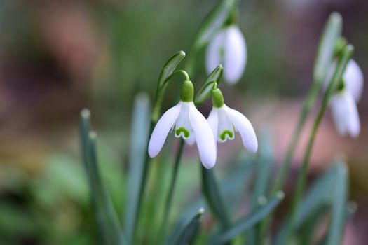 Snowdrops in the bed as a close-up