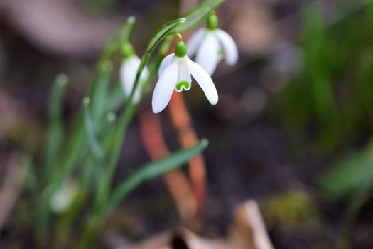 Snowdrop in the bed as a close-up with copy space